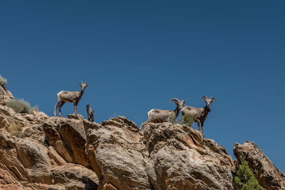 Canyonlands National Park (Official GANP Park Page)